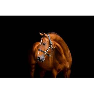 product/h/o/horseware_dhhlm0-k000-lh_black_1.jpg