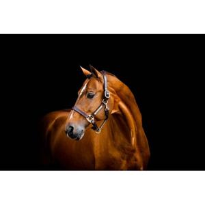 dhhlm0-n000-lh-licol-cuir-pour-cheval-horseware-signature-brown