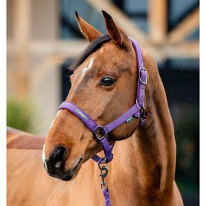 dhrx01-pp00-co-ensemble-licol-et-longe-pour-cheval-horseware-amigo-winterberry
