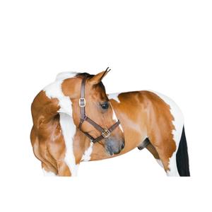 42507-05-f-licol-pour-cheval-en-cuir-kentucky-wellington-brun-full