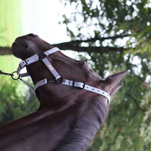 555027216-licol-pour-cheval-lami-cell-midnight-mauve