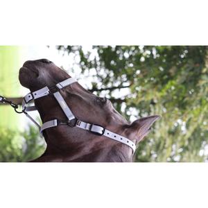 555027230-licol-pour-cheval-lami-cell-midnight-gris-fonce