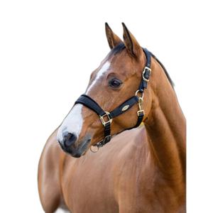 it06715007-licol-pour-cheval-lemieux-versailles-noir