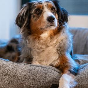 product/n/o/nobby-pet_61900_1.jpg