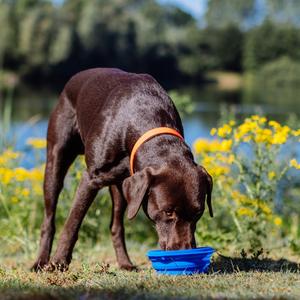 product/n/o/nobby-pet_73324_1.jpg