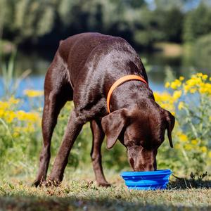 product/n/o/nobby-pet_73324_3.jpg