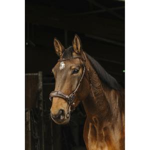 301899218-bridons-equitation-norton-pro-hackamore-havane-pur-sang