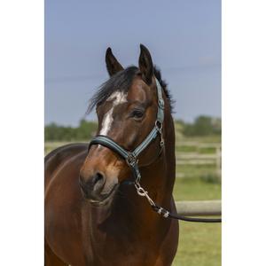 510246209-licol-pour-cheval-4-lignes-norton-vert-fonce
