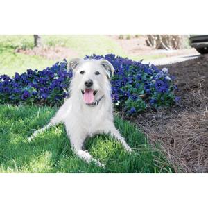 product/p/e/petsafe_cy0986_1.jpg