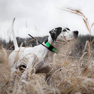 product/p/e/petsafe_cy1130_1.jpg