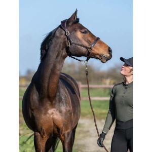1310-003-850-licol-pour-cheval-ps-of-sweden-brown-leather