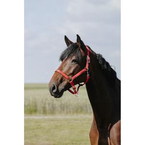 product/r/i/riding-world_510258124_rouille_1.jpg