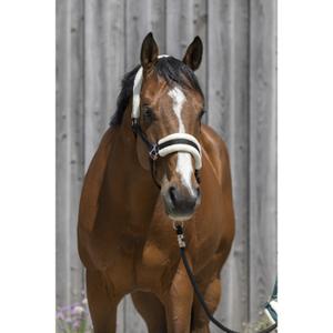 product/r/i/riding-world_510_242_302_ambi.jpg